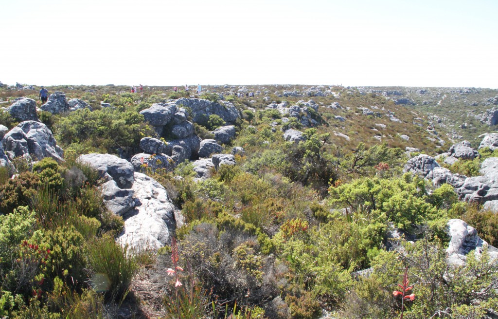 Pöytävuoren tasainen laki on suurimmaksi osaksi fynbos-kasvillisuuden peittämää. Kuva Hannele Heino.