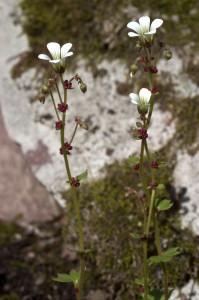 Nuokkurikko on sitkeä kasvi, joka pärjää Haltin rinteillä 1280 metrin korkeudessa. Eteläisin esiintymä löytyi Kuusamosta kalliopahdalla vuonna 1867, vuosittain samalla paikalla kasvaa edelleen 10-15 yksilöä. Kuva Hannu Eskonen. 
