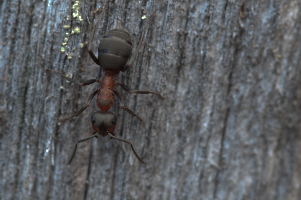 Muurahaiset tarkkailevat ympäristöään koko ajan. Kuvan muurahainen pysähtyi seuraamaan valokuvaajan objektiivia sen lähestyessä pesäkannon pintaa.