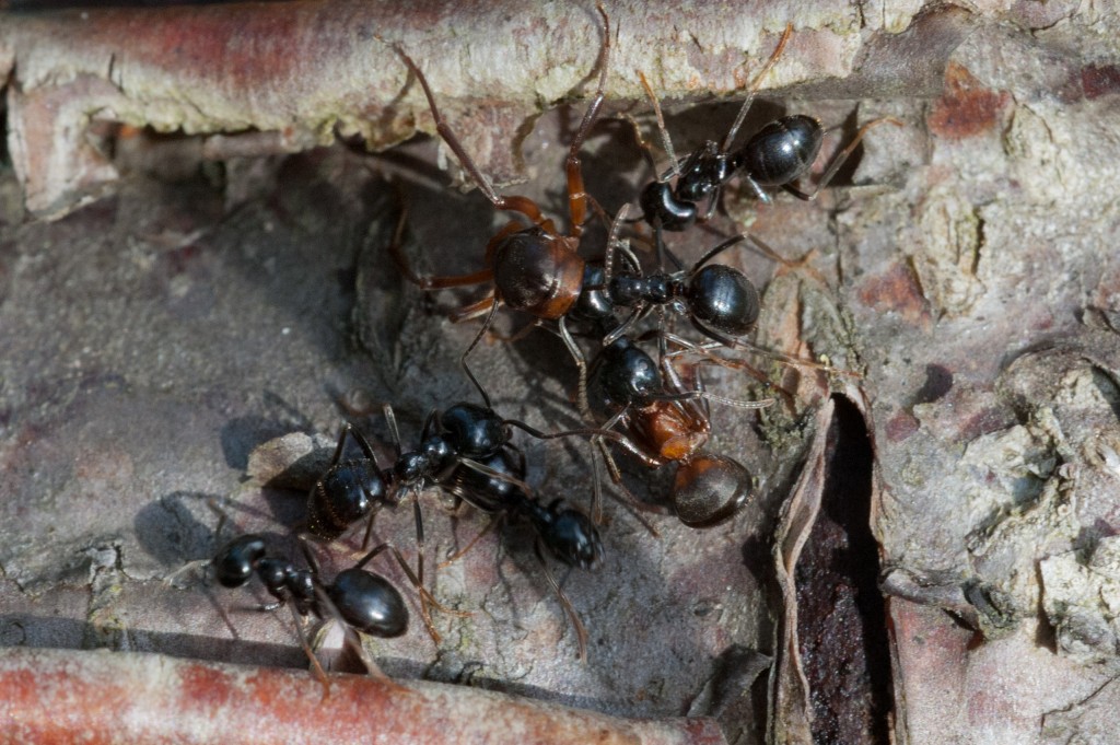 Muurahaisen pahin vihollinen on toinen muurahainen. Kuvassa pari kekomuurahaista on joutunut mustamuurahaisten saaliiksi.
