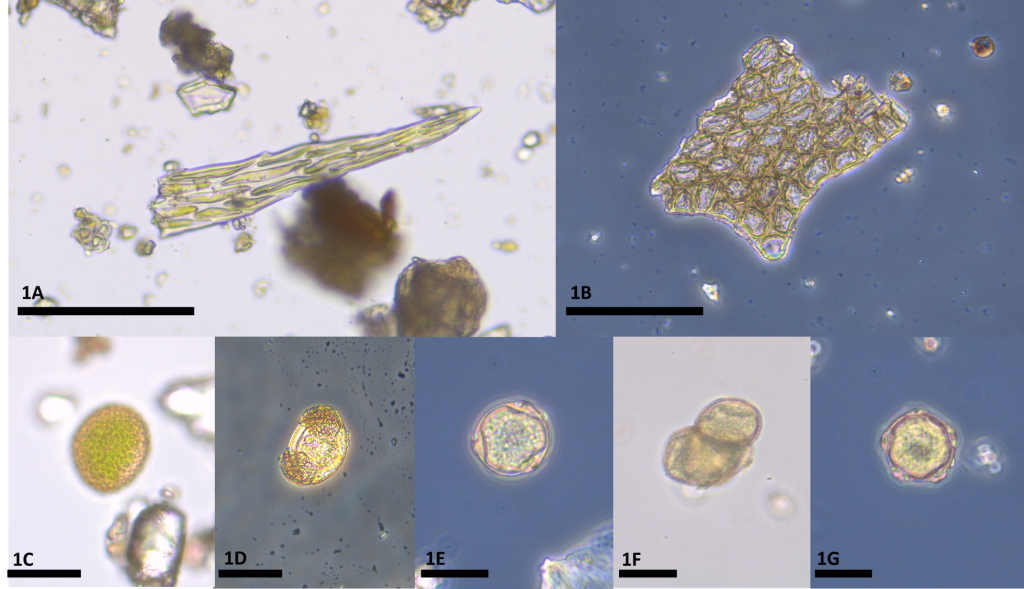 Kuvassa mikroskooppinäkymä erilaisista näytteistä löytyneistä kasvimateriaaleista.