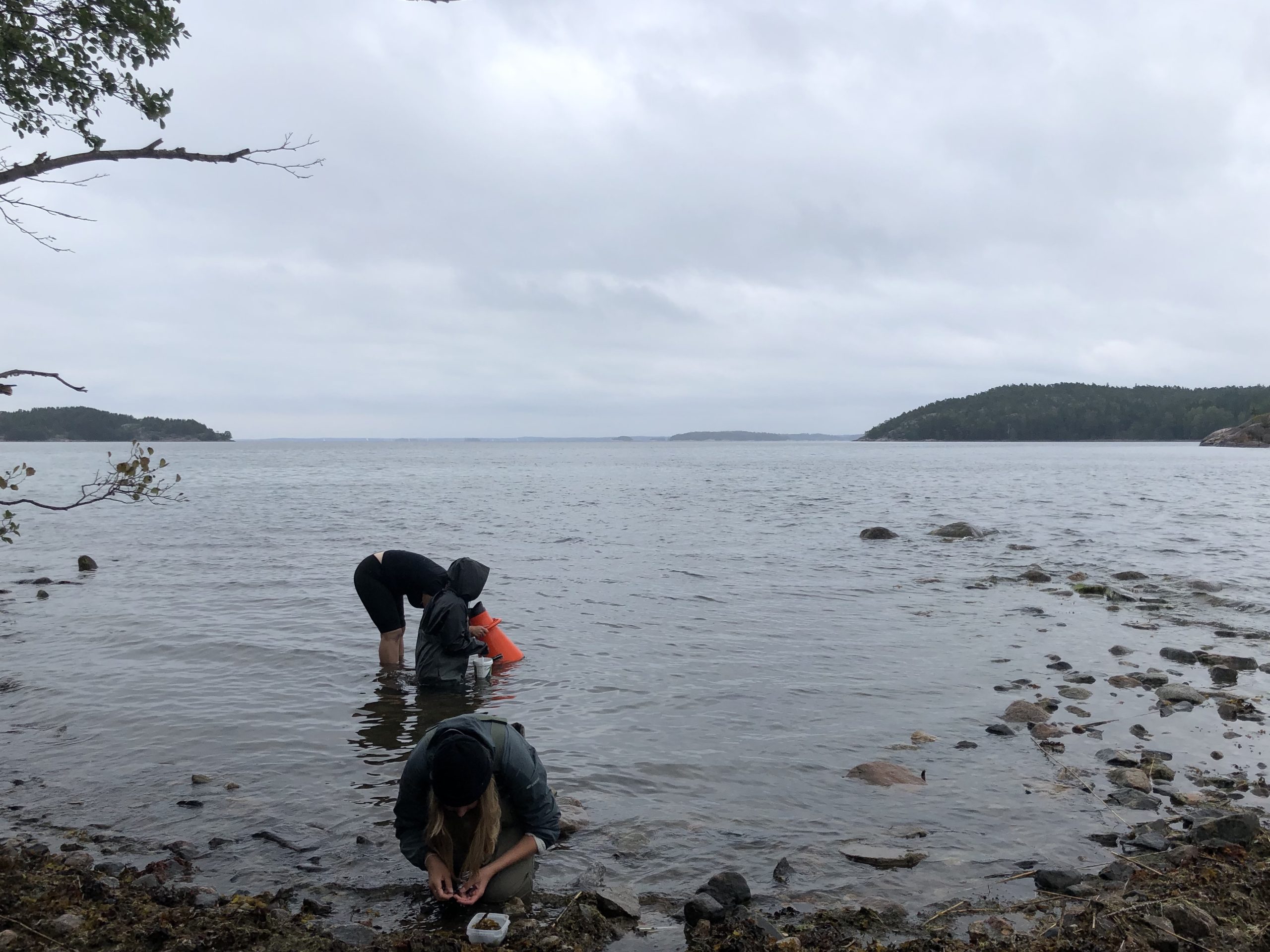 Kaksi opiskelijaa tutkii merenpohjaa vesikiikareilla rantavedessä kahlaten.